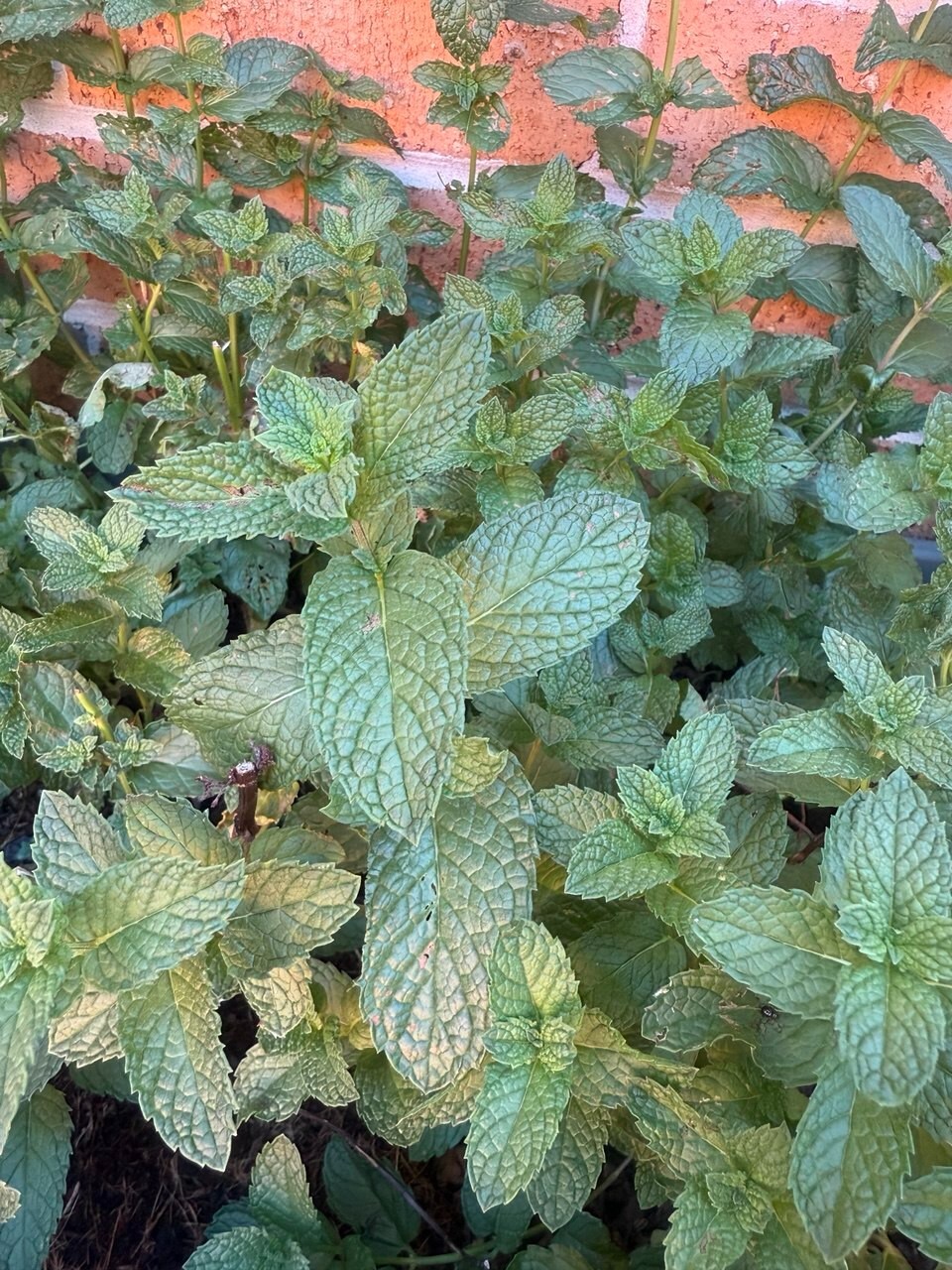 3Kg,Dried Tarragon,Herb,Best Quality,Best Aroma,Best Color,New Crop,Sun Dry