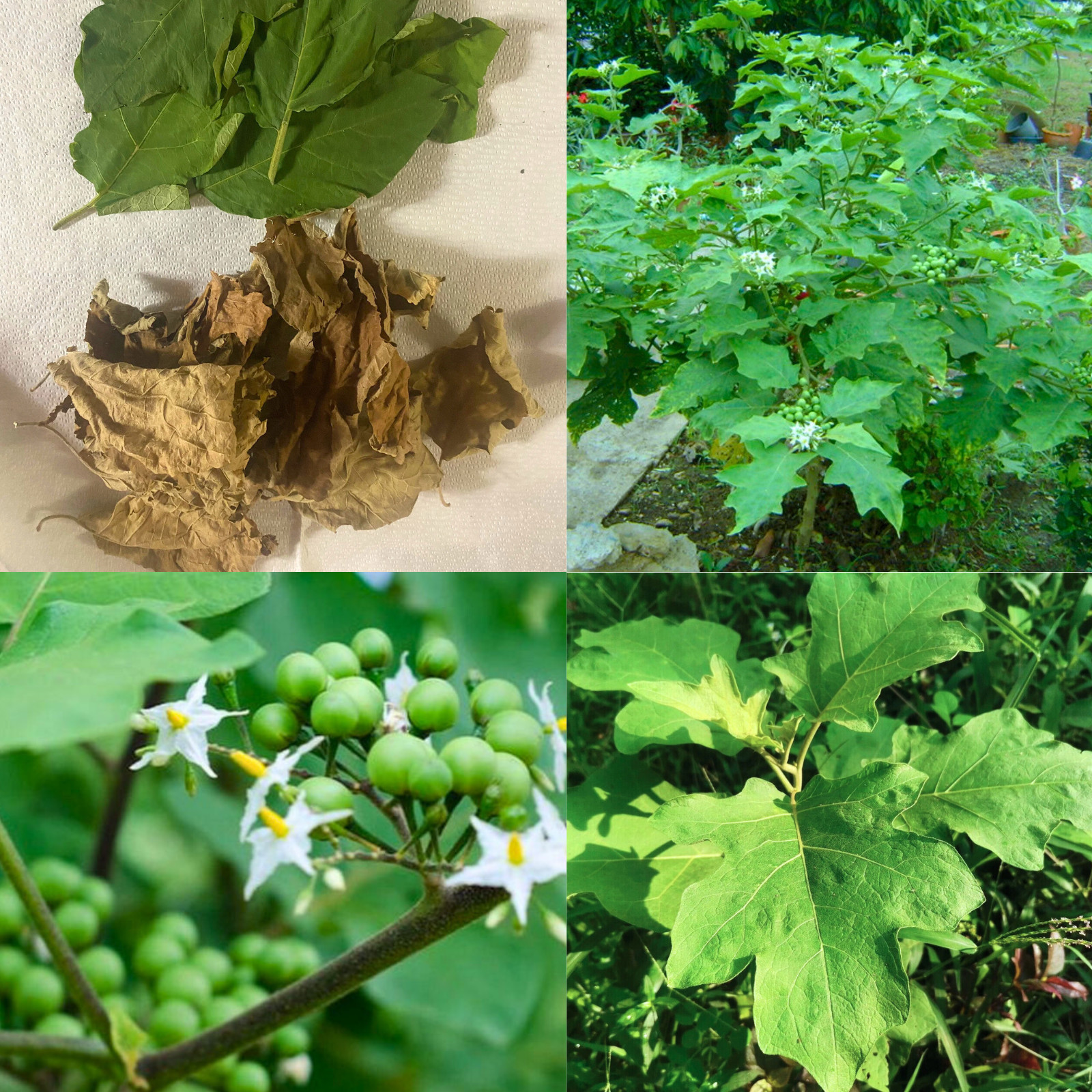 50Og Pure Organic Turkey Berry Leaves Sun Dried (Solanum Torvum) Natural Leaf