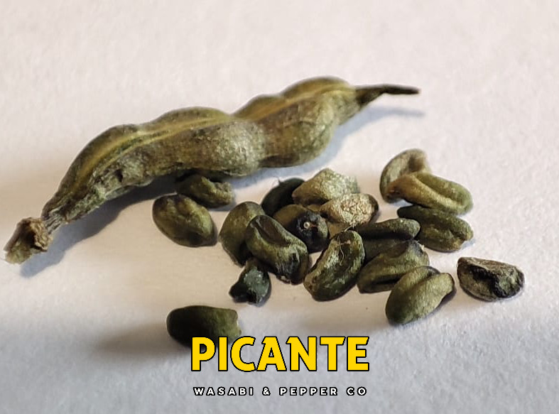 Real Wasabi Seeds (Wasabia japonica)