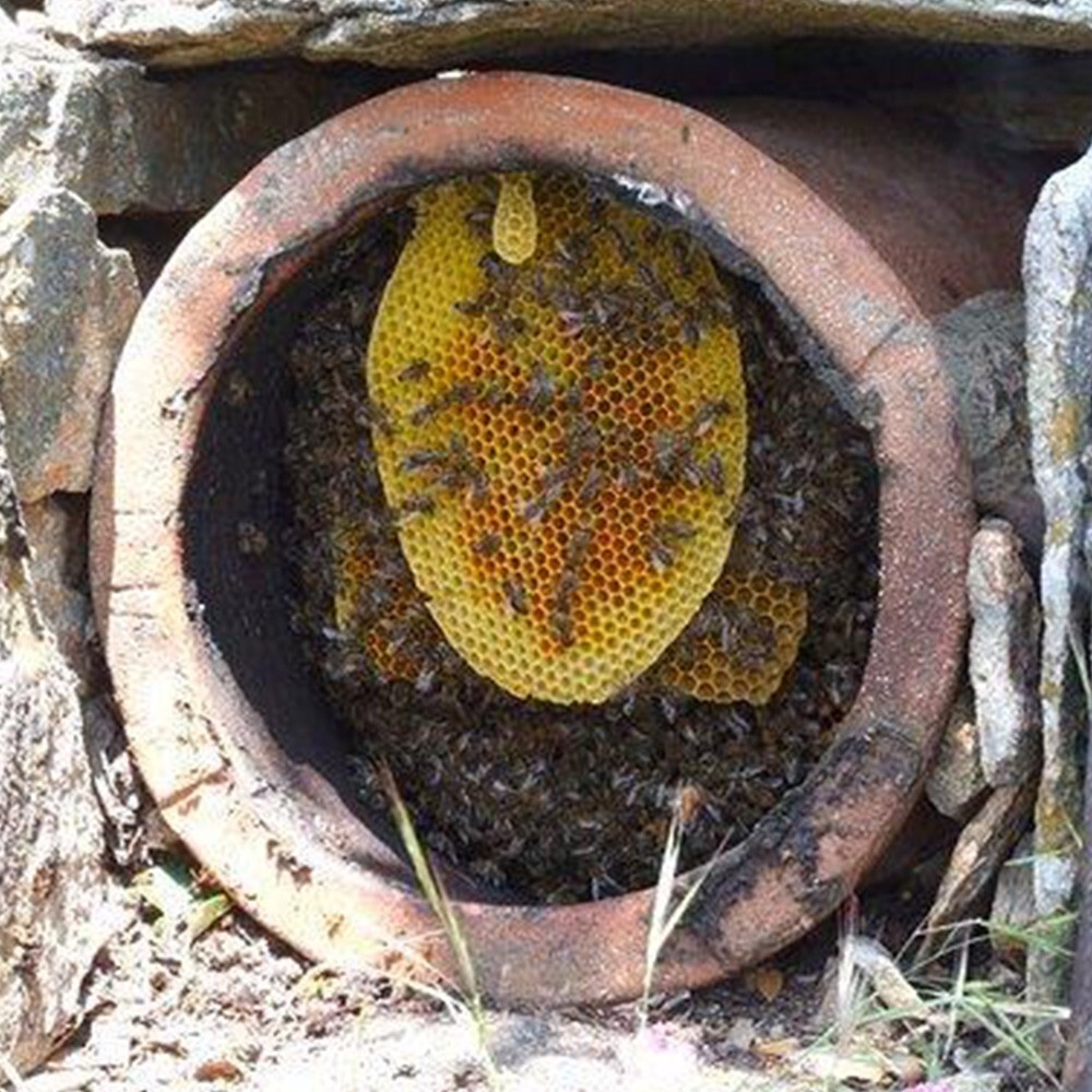 Raw Unfiltered Organic Honey from Ikaria – (Anama) Heather Honey