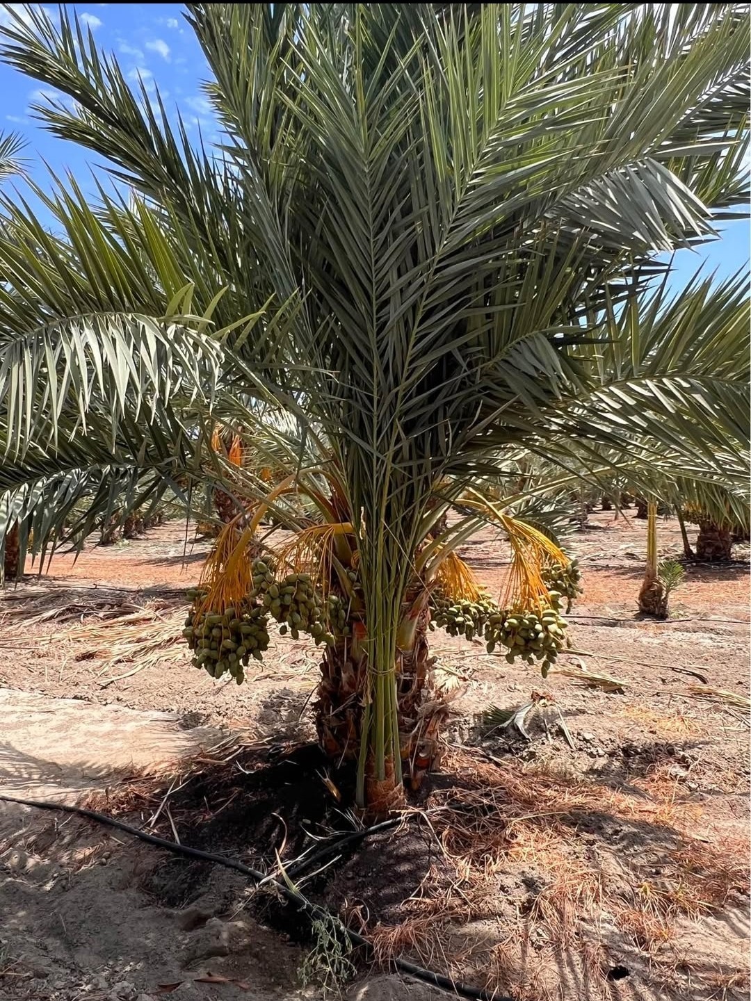 DEGLET NOOR DATE PALM TREE SEEDS, Phoenix Dactylifera, Ready to Roast – 20lbs