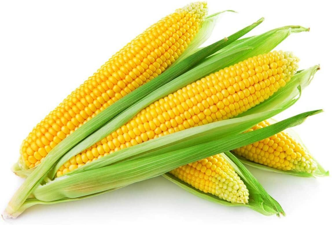 10 pounds Yellow Whole Kernel Corn Grown and Shipped from Iowa