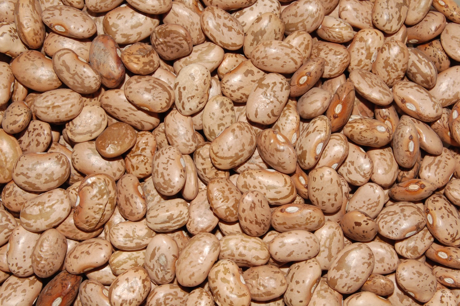 Organic Dried whole Pinto Beans Fresh, Raw Non-GMO Vegan Bulk by RawJoy
