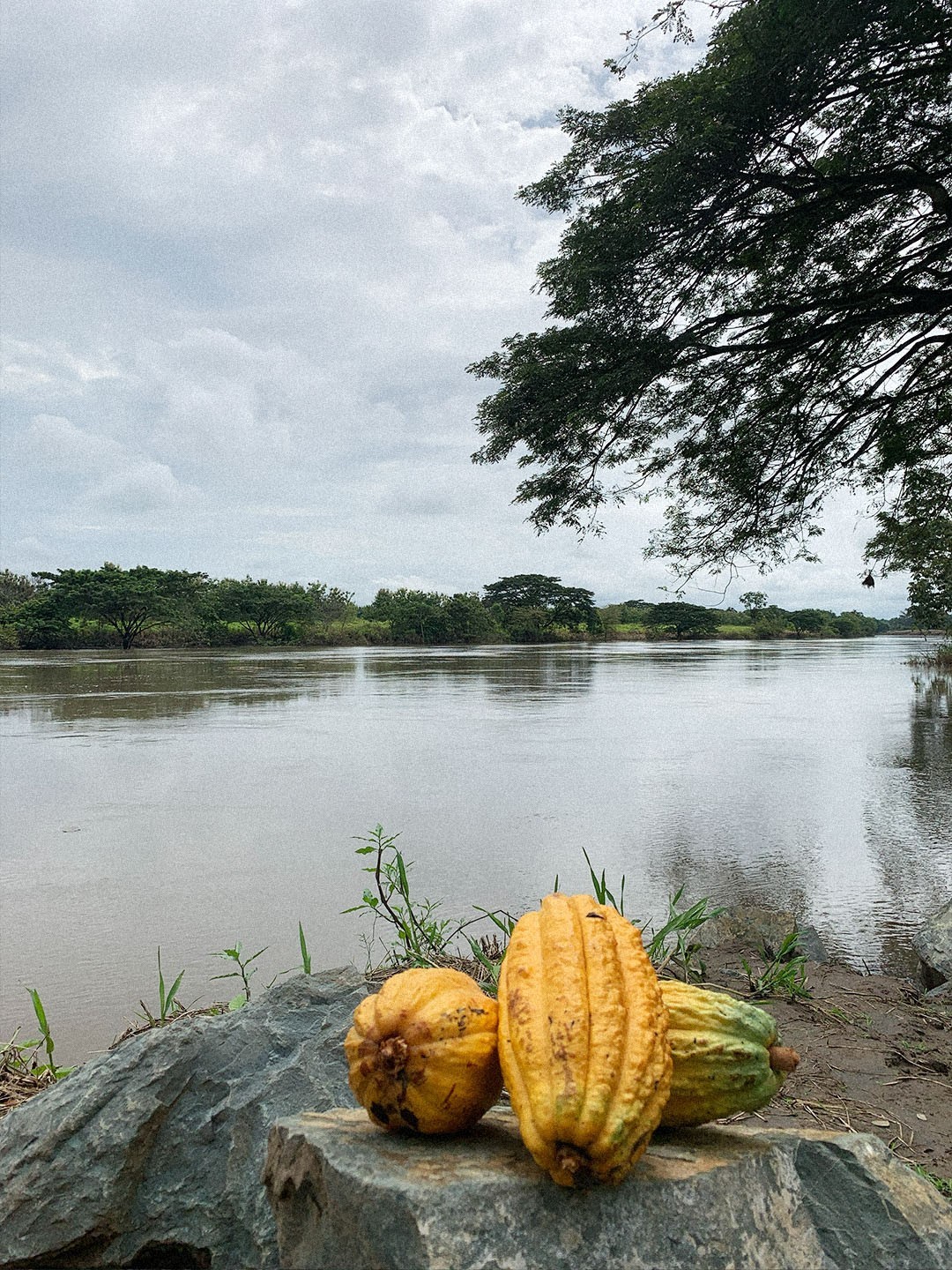 Whole Raw Dried Cacao Beans. 100% Fino De Aroma-Arriba. From Balzar, Ecuador.