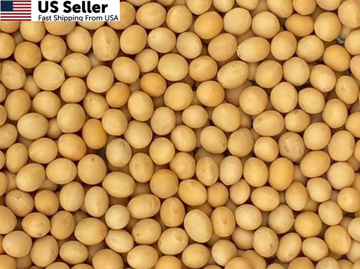 Premium Non-GMO Soybeans – 3 Lbs – Perfect for Soy Milk, 48 Ounce (Pack of 1)