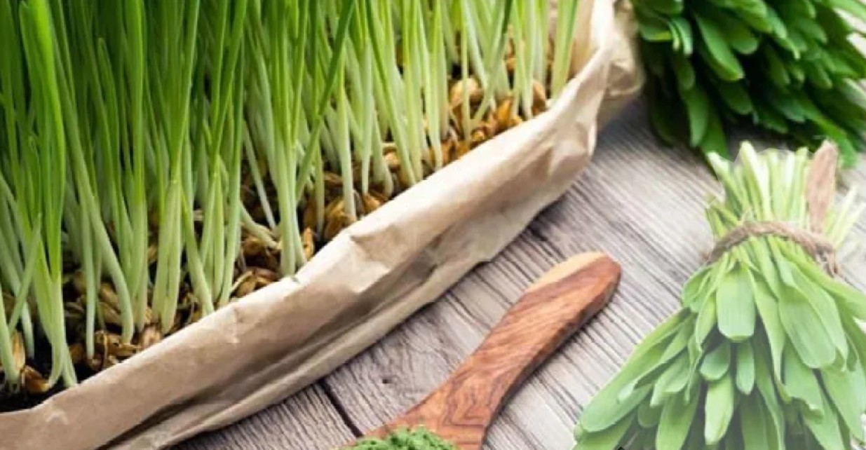 Organic Whole Unhulled Barley Seeds Non-GMO for Barley Grass Sprouts