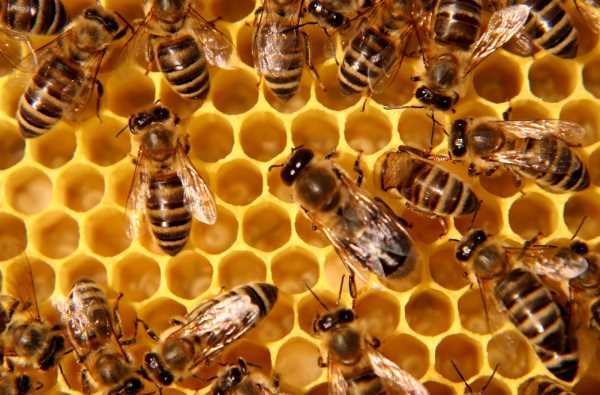 Royal Jelly Powder | 1oz to 1lb | 100% Pure Natural Hand Crafted