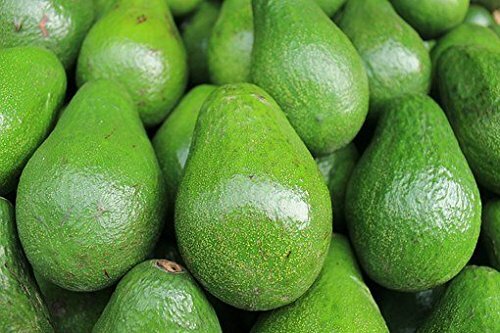 AVOCADO freeze dried powder 8oz 16oz 1lb 32oz 2lb 5lb 10lb 44lb 20kg 25kg PAJE