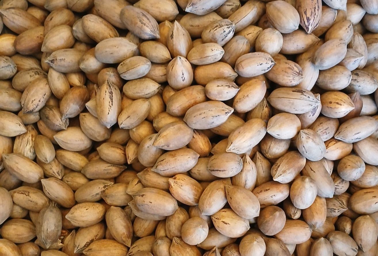 Fresh 2025 Paper Shell Pecans Whole in Shell