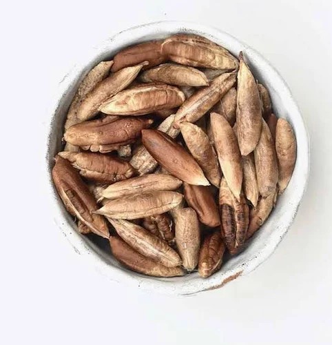 DEGLET NOOR DATE PALM TREE SEEDS, Phoenix Dactylifera, Ready to Roast – 20lbs