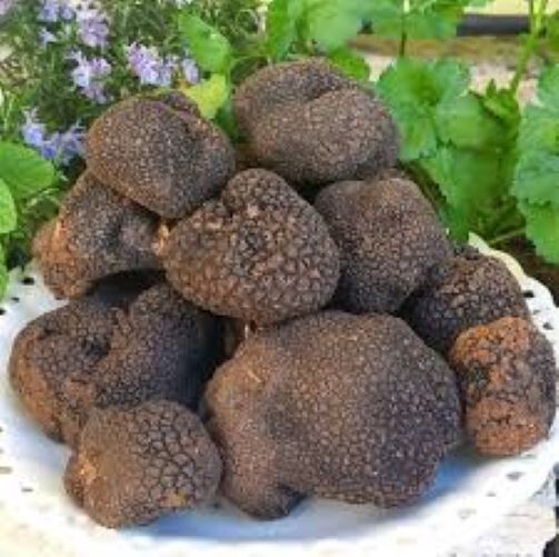 Precious Italian fresh black truffles. Black truffle 180g. 6,3 oz. Mushrooms.