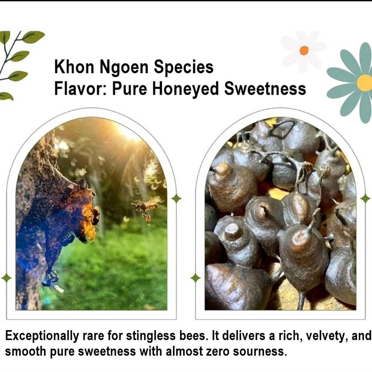 100% Pure Stingless Bee Honey Discovery Set – 5 Rare Species x 25ml – Nature’s H