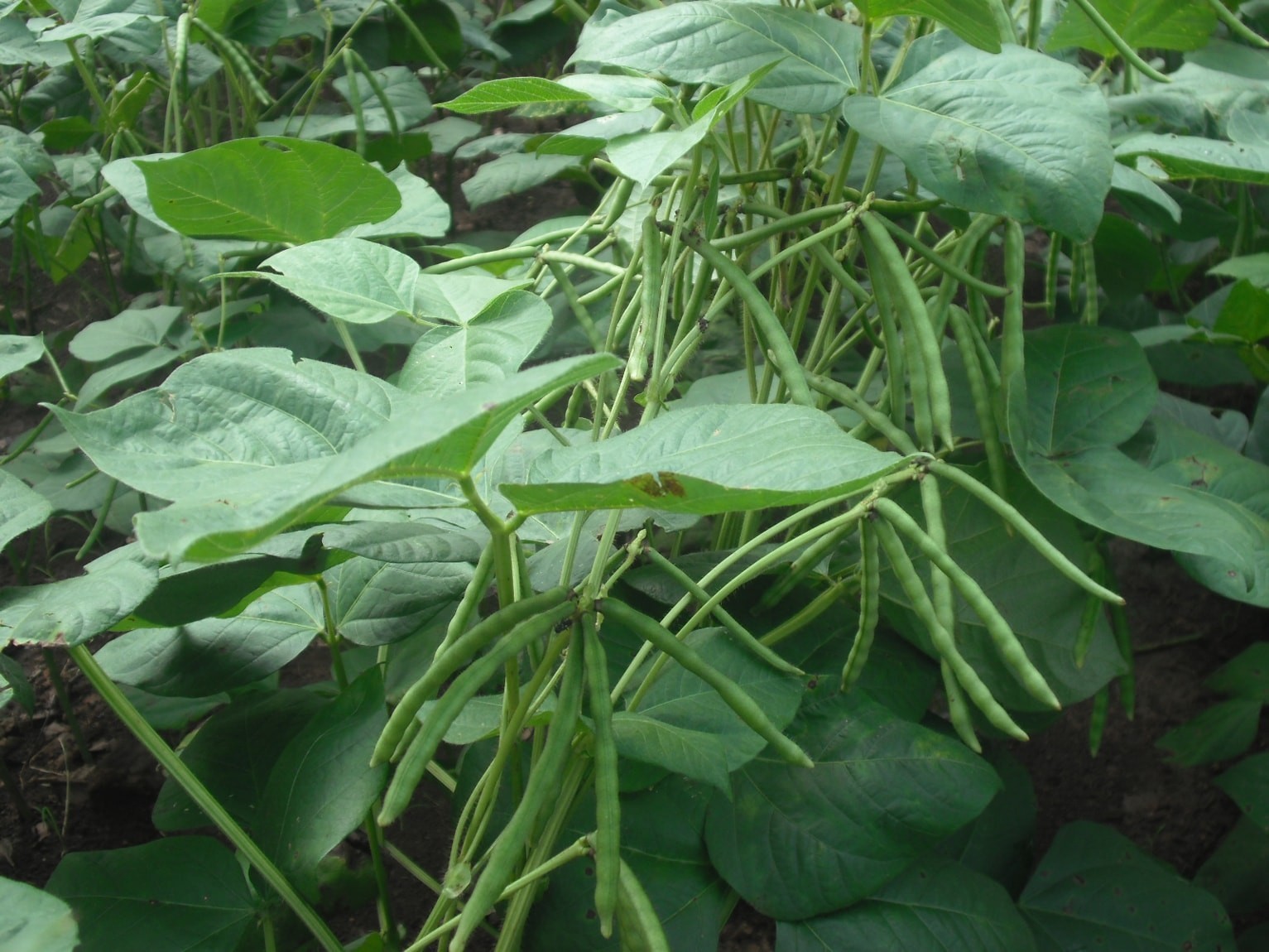 Organic Mung Beans — Sproutable, Non-GMO, Kosher, Raw, Vegan — by Food to Live