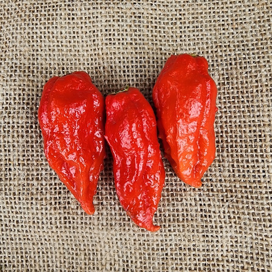 SMOKED Ghost pepper Pods – Count 15 peppers ( 2 pack -30 peppers)