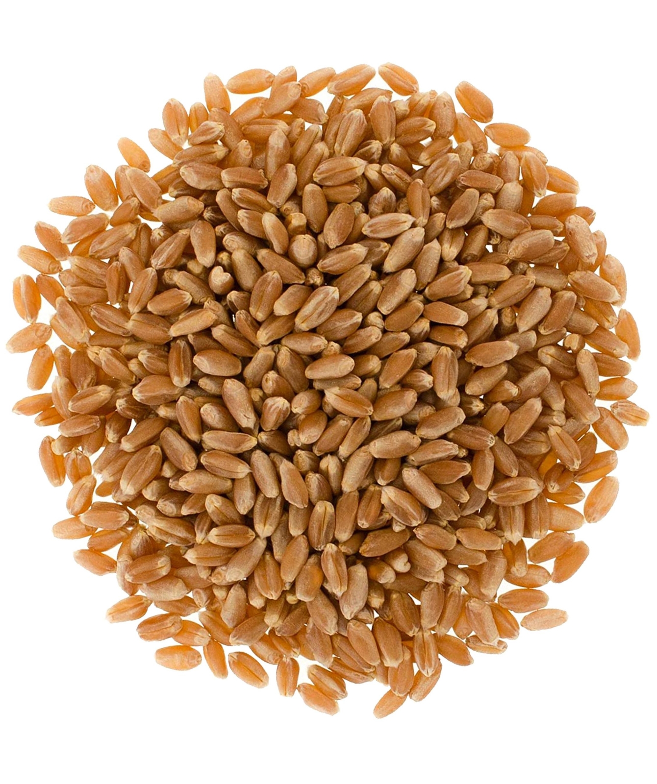 Palouse Brand Bulk Red Spring Wheat Berries, 18 LBS