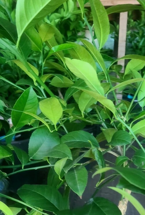 Fresh Fragrant Orange Leaves Organic Grown in California 5 OZ for Meat Stew Cook