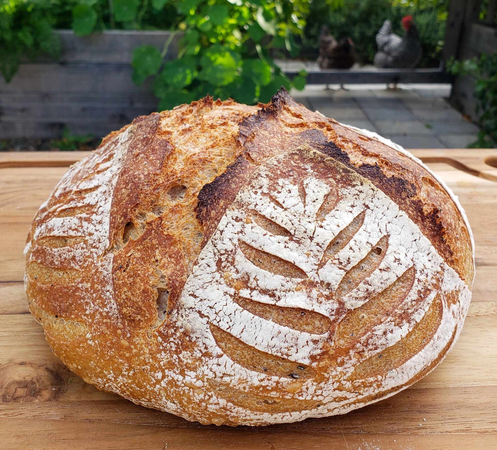 Sourdough Starter Dehydrated Organic Genoa Italy Italian – 15 Gram Bag