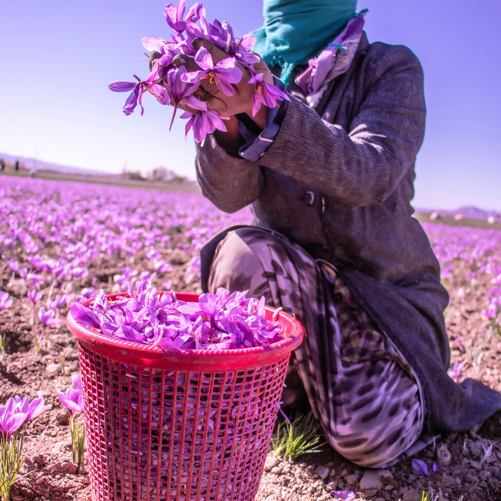 Spanish Saffron, Spice for your Paella, Risotto, Sealed, Fresh, 5 & 12 Grams