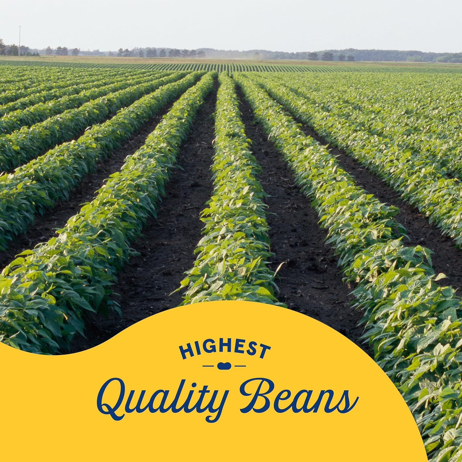 16 Oz Canned Baby Butter Beans, Source of Plant Based Protein and Fiber, Low Fat