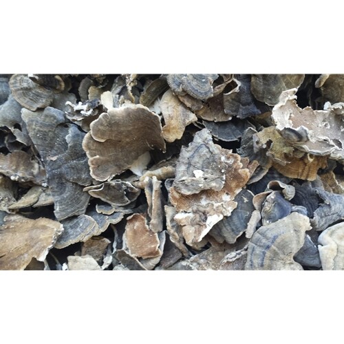 Dried USA Turkey Tail Mushrooms and Powder 2023 season