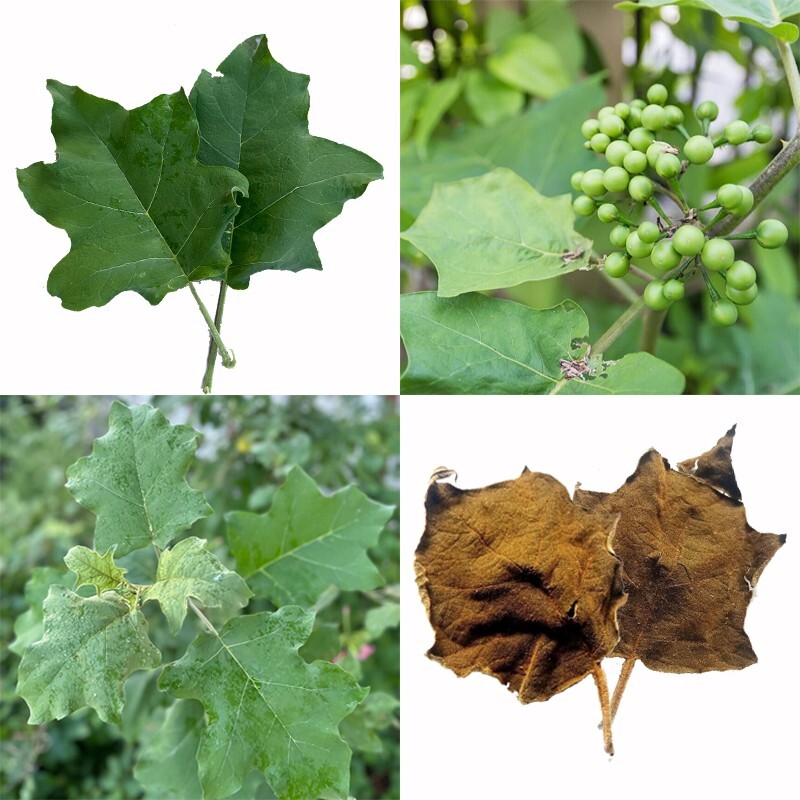 ORGANIC 100% DRIED TURKEY BERRY LEAVES Ceylon solanum torvum natural herbal 40g