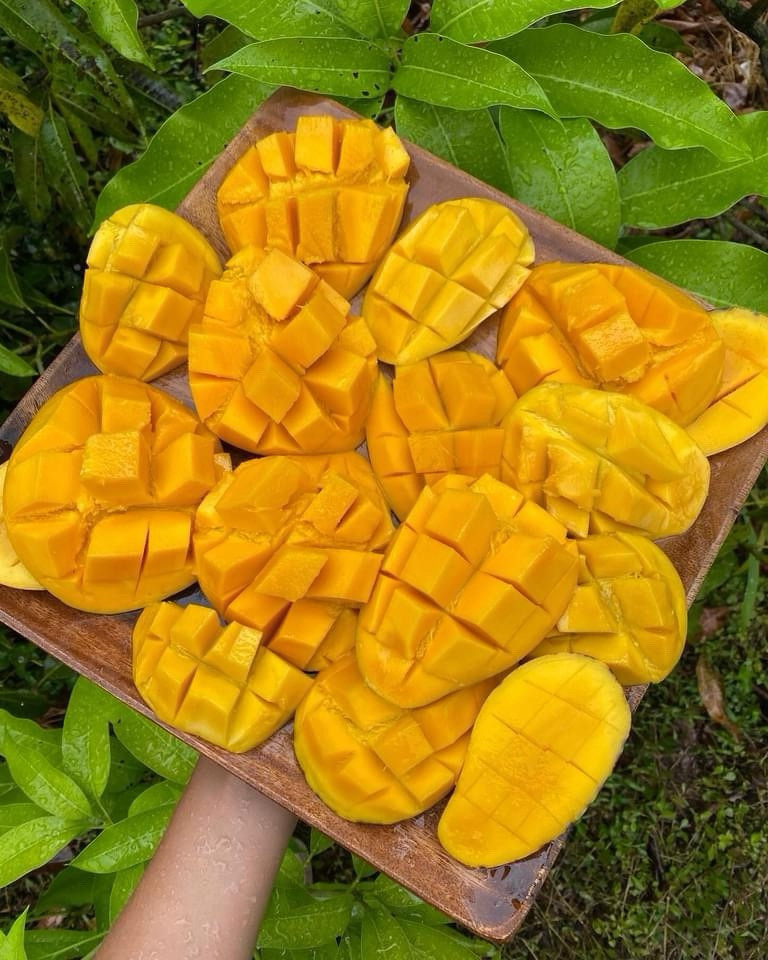 Pre-Ordered 10Lbs Premium Mixed Mango Varieties Fresh Fruits.ShipUPS mid May-Aug