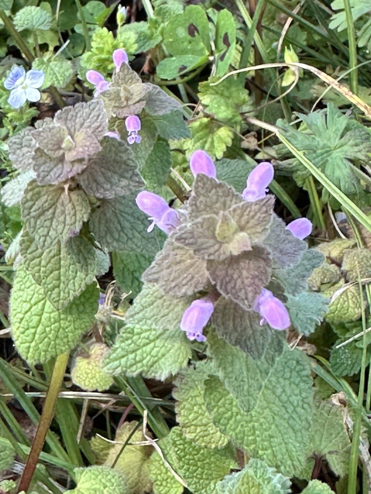 Red Purple Dead Nettle Herb Fresh Freeze Dried 2026 Wildcrafted No Pesticides US