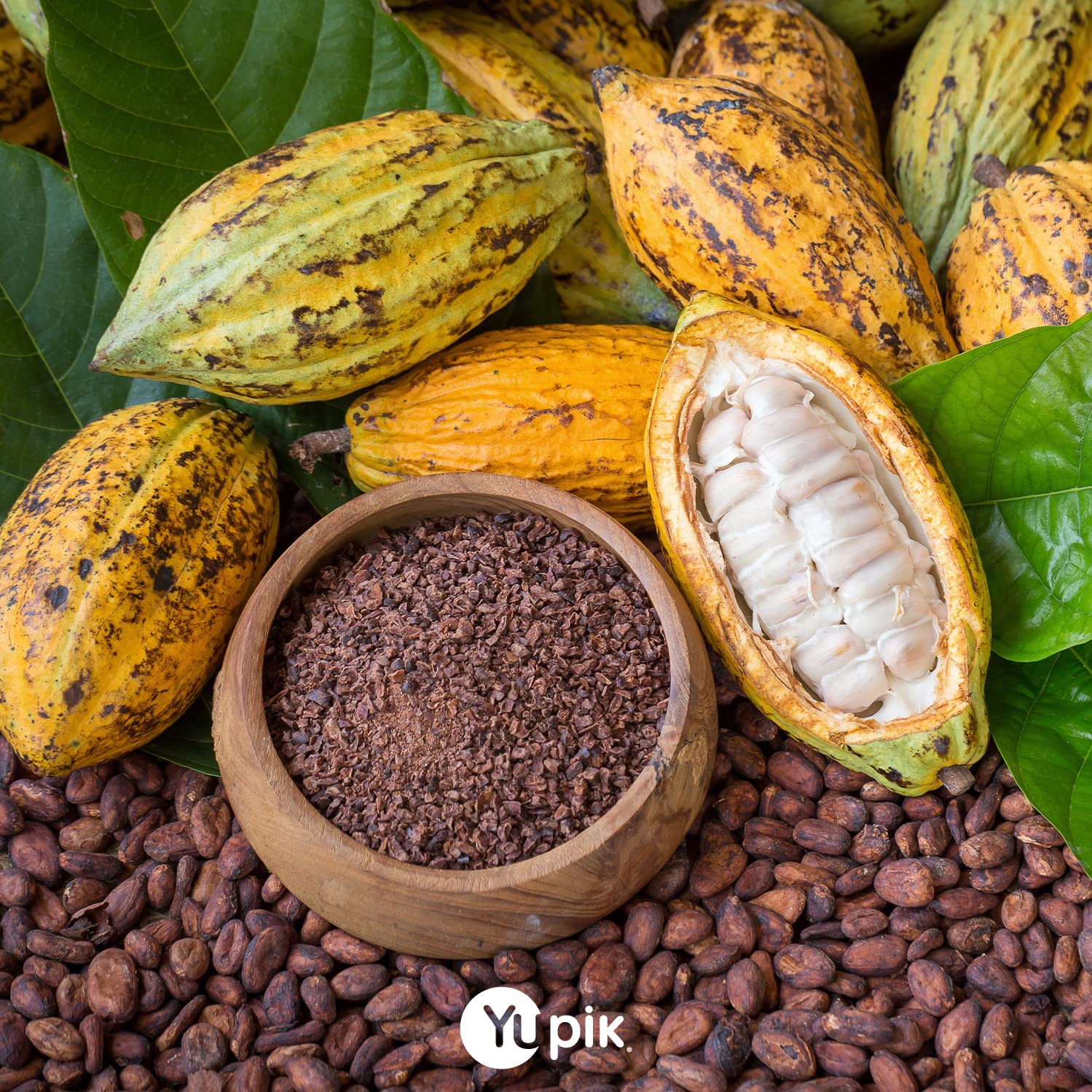 Organic Raw Cacao Beans 2.2 lb Unroasted Vegan Gluten Free Chocolate Making