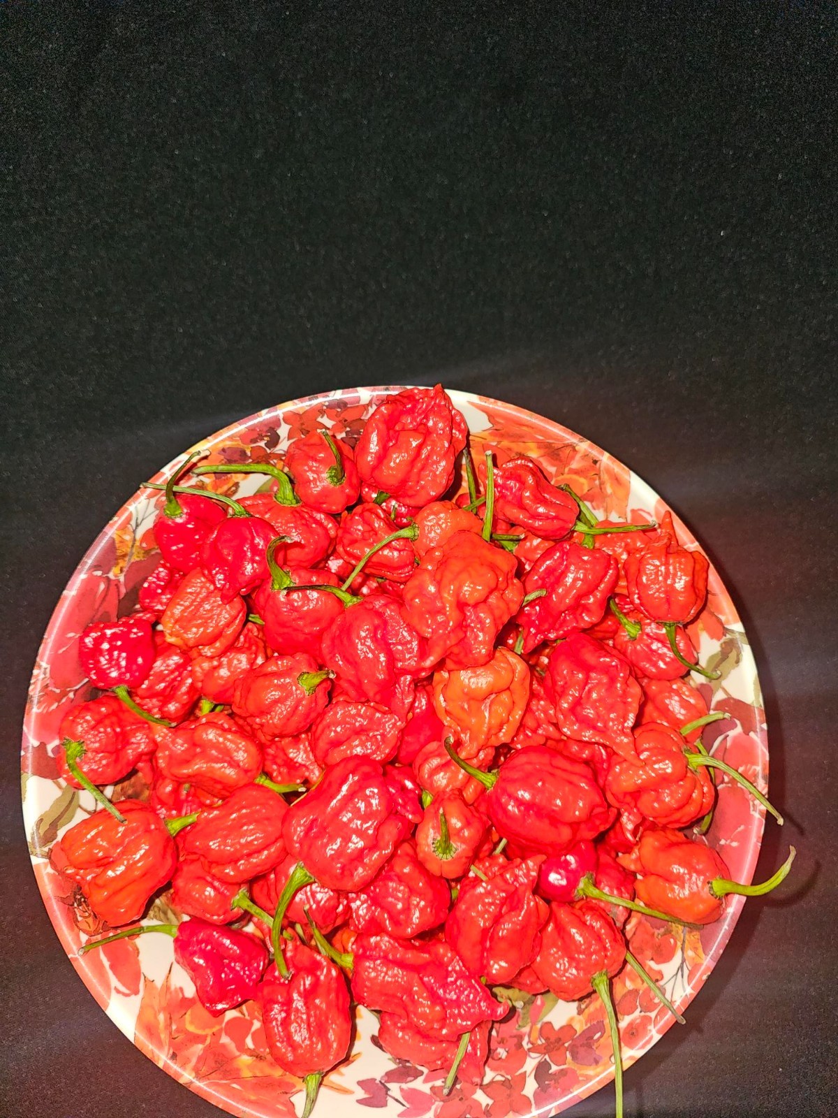 Zozoma Farms 2 Pound Fresh Carolina Reaper Chillis
