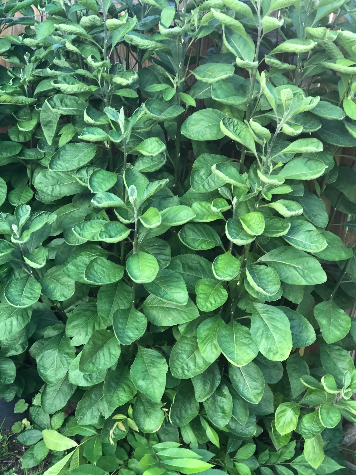 Fresh Bitter Leaf Vernonia amygdalina – Organic African Herb – Ewuro Onugbu Katu