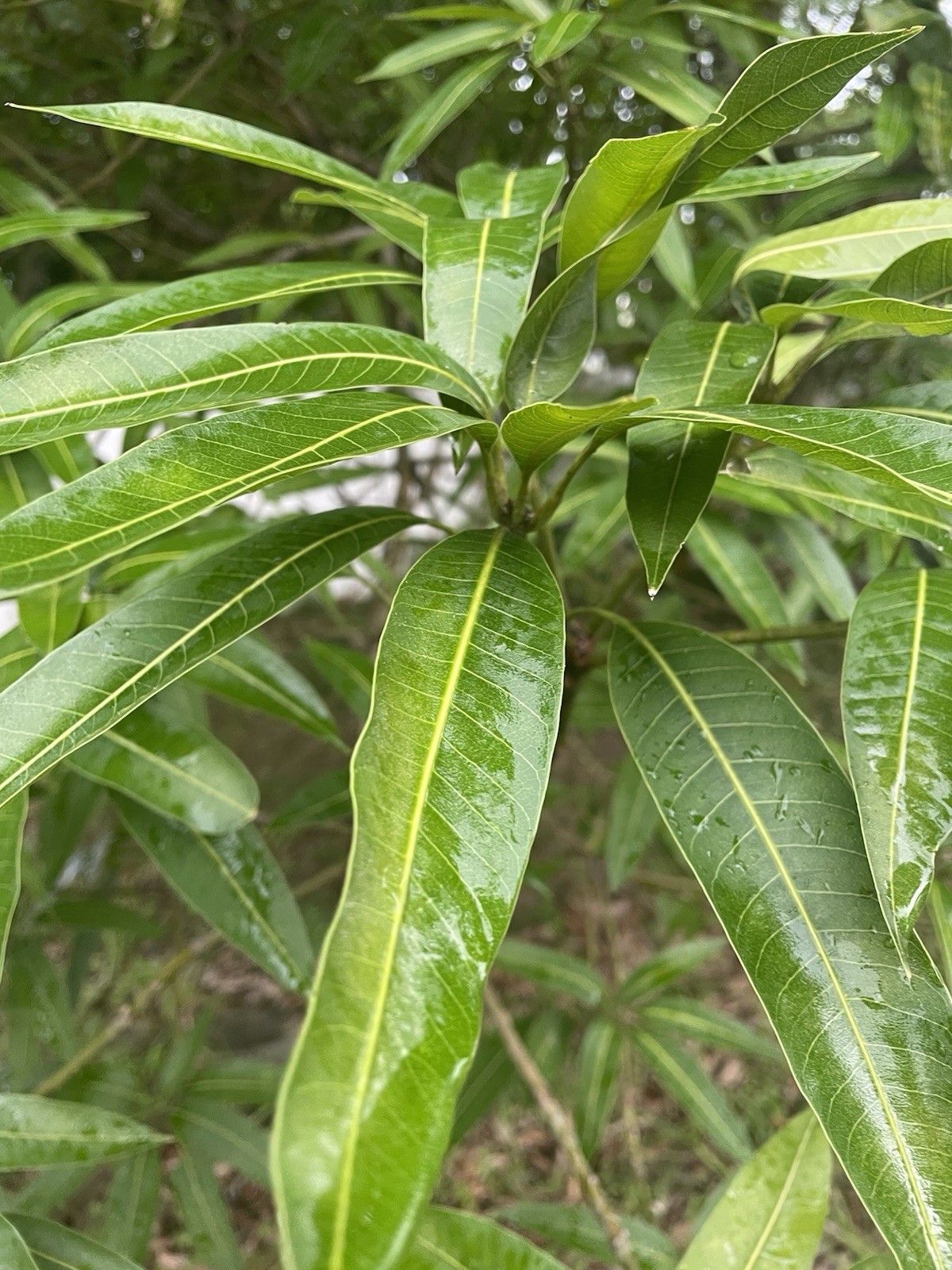 40 + MANGO LEAVES FOR HERBAL USE ORGANIC FRESH FROM FLORIDA (ASK FOR DRIED)