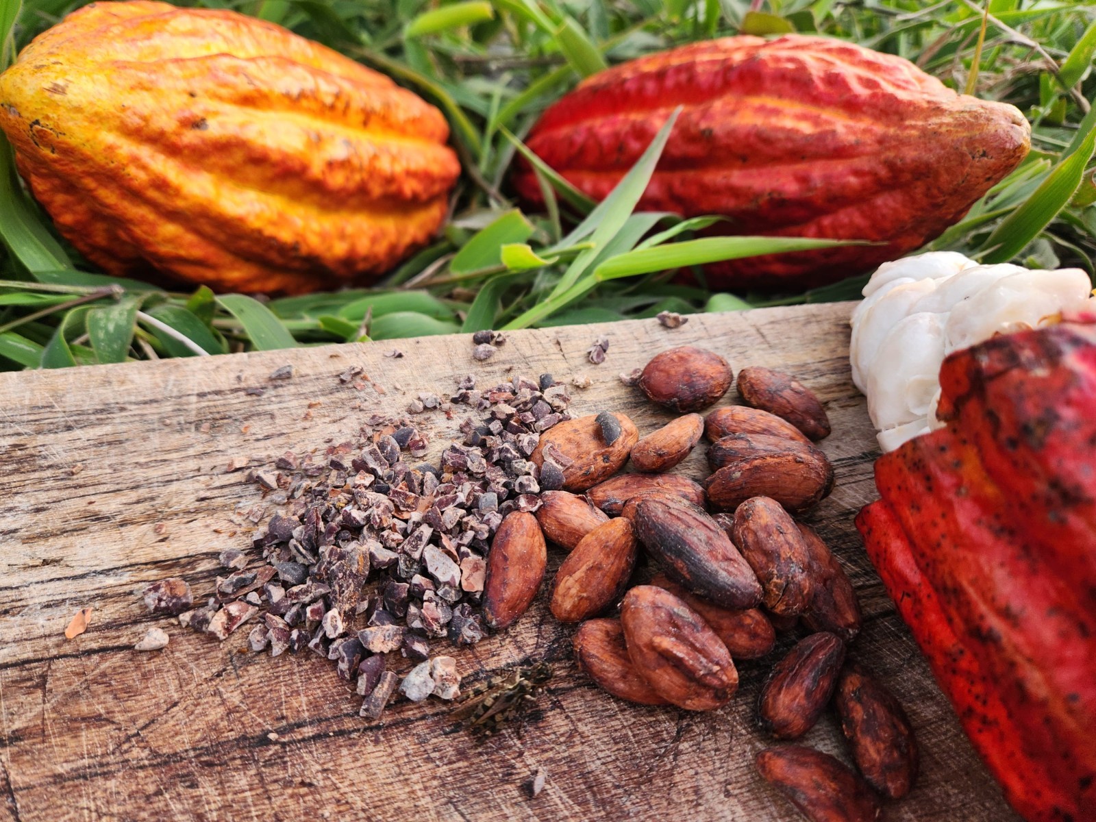 Raw Cacao Beans, 16 OZ, 454GR, 100% CACAO