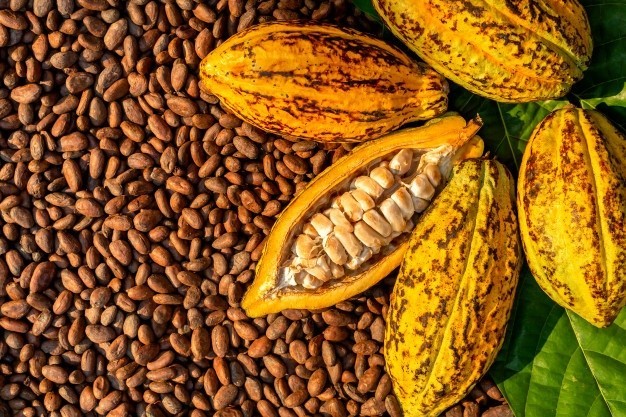 Raw Cacao Beans 1/2 lb bag | Theobroma Cacao
