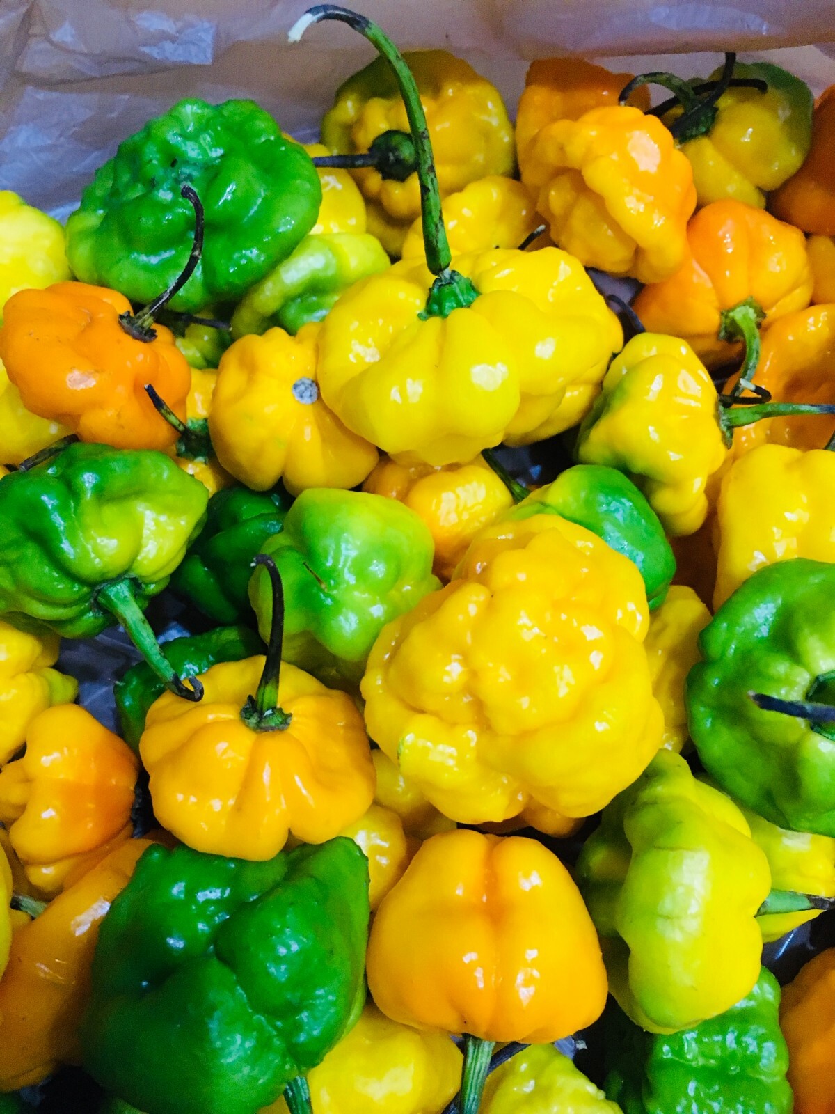 Scotch Bonnet Peppers – Fresh Whole Pods – Yellow/Green – Free Shipping SFRB