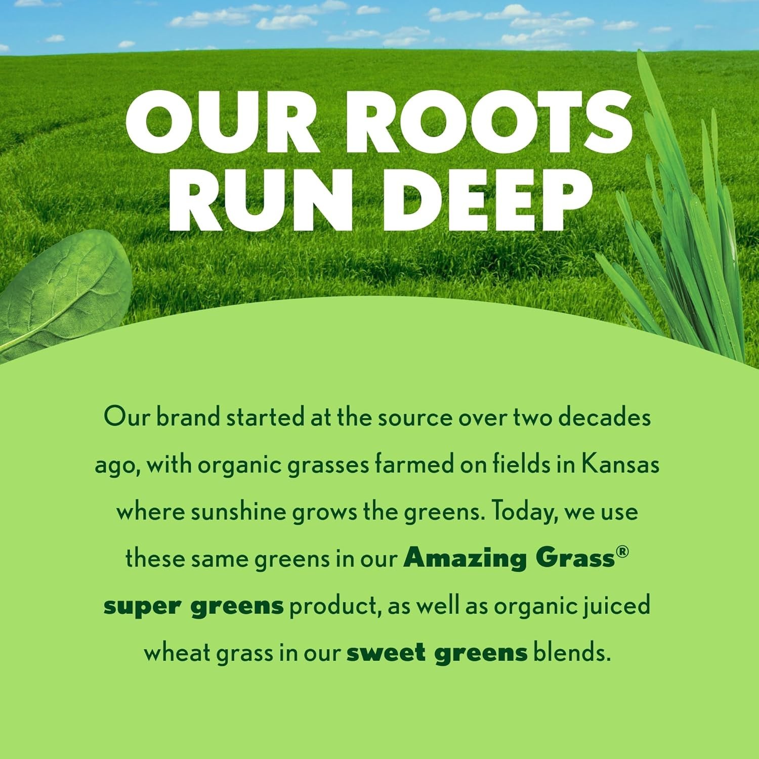Organic Super Greens Powder – 30 Servings for Vitality & Digestion Support
