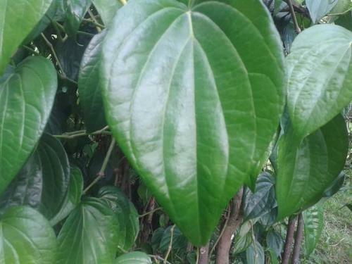 150 Betel Leaves Dried Herbal Leaf Organic Sri Lankan 100% Piper Ceylon Natural