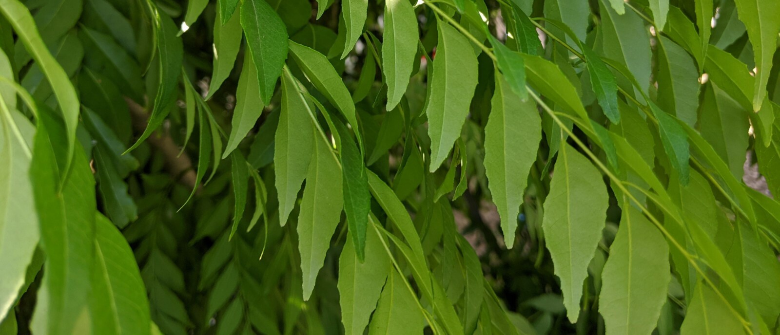 Fresh Curry Leaf – 1 lb (16 oz) – USDA Legal – Legal 50 States