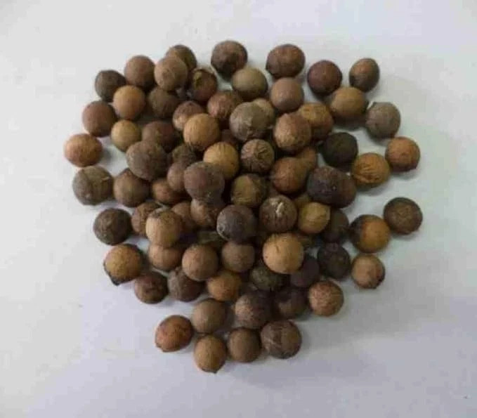 White Sandalwood Tree Seeds, Safed Chandan SriGanda Srigandam Plant Seed- 100 gm