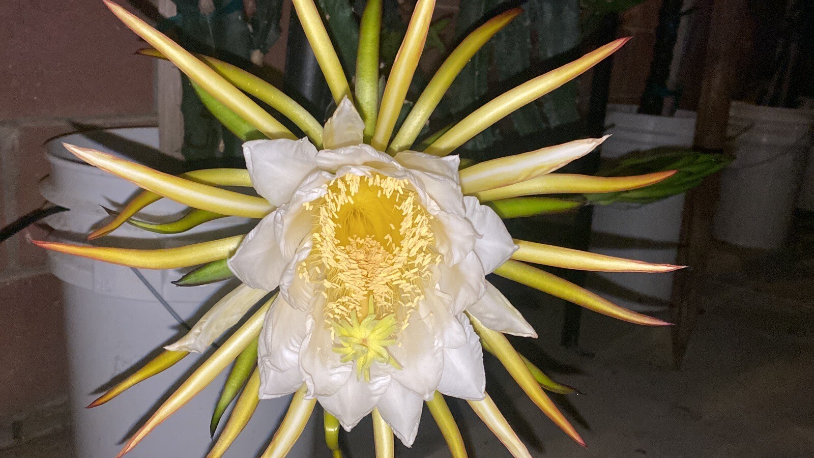 10 Self Fertile Dragon Fruit Cutting 8-14 Inches check the description