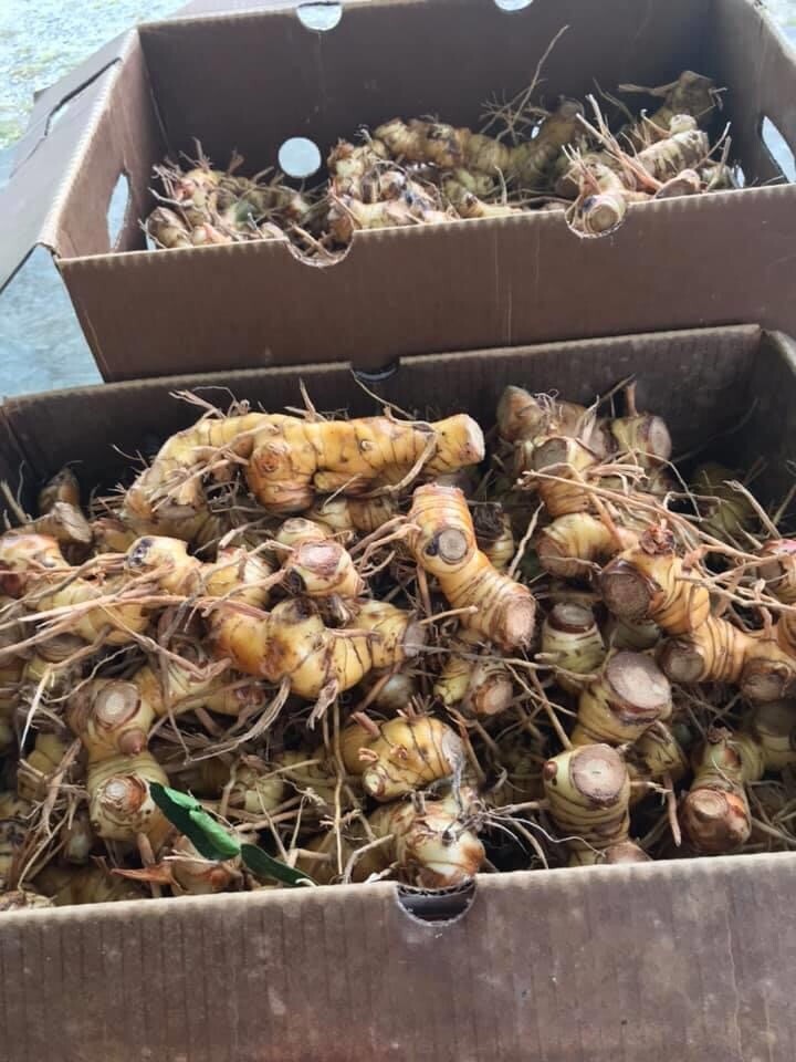 Dried Galangal 3 Bags (4.6oz) ข่าแห้ง Galanga Lengkuas Khmer/Thai Spices Food