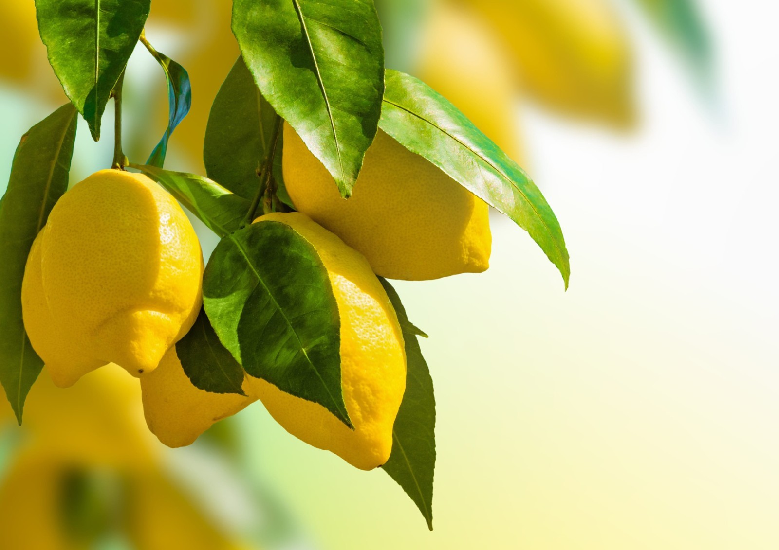 Organic Lemon Powder – Non-GMO, Unsulfured, Raw Dried Fruit, Vegan, No Sulphites