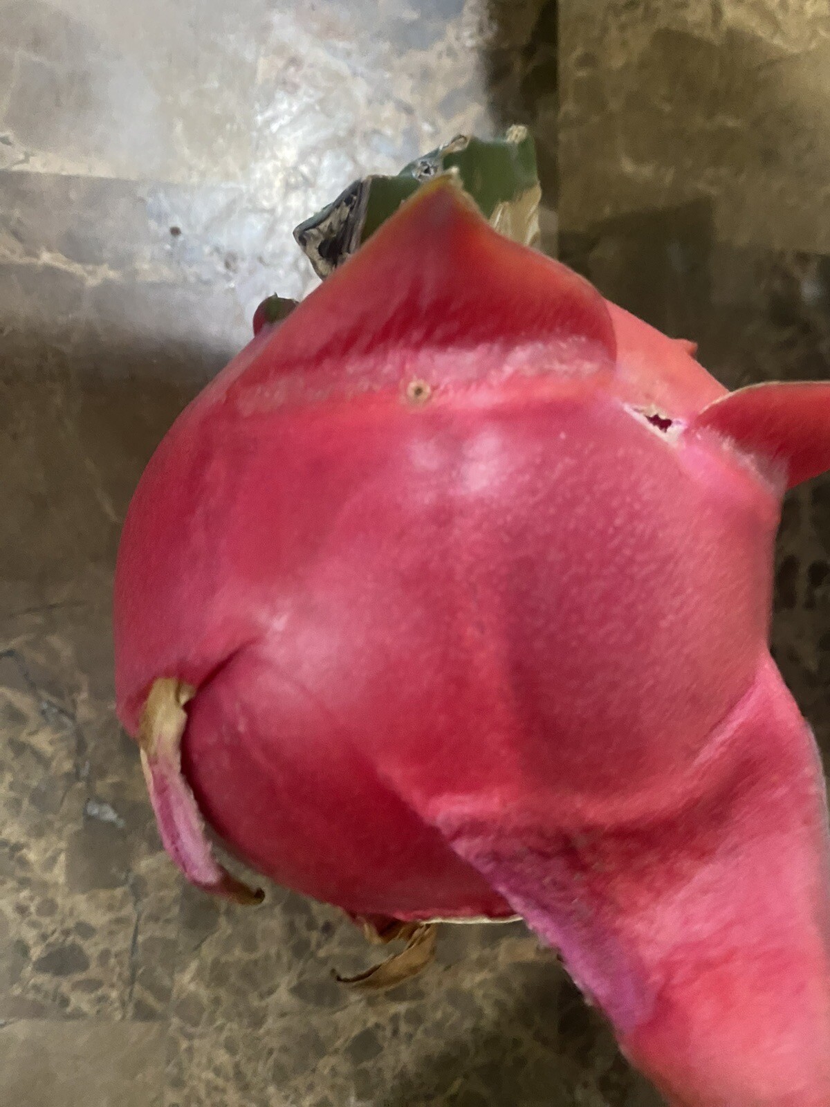 10 Self Fertile Dragon Fruit Cutting 8-14 Inches check the description