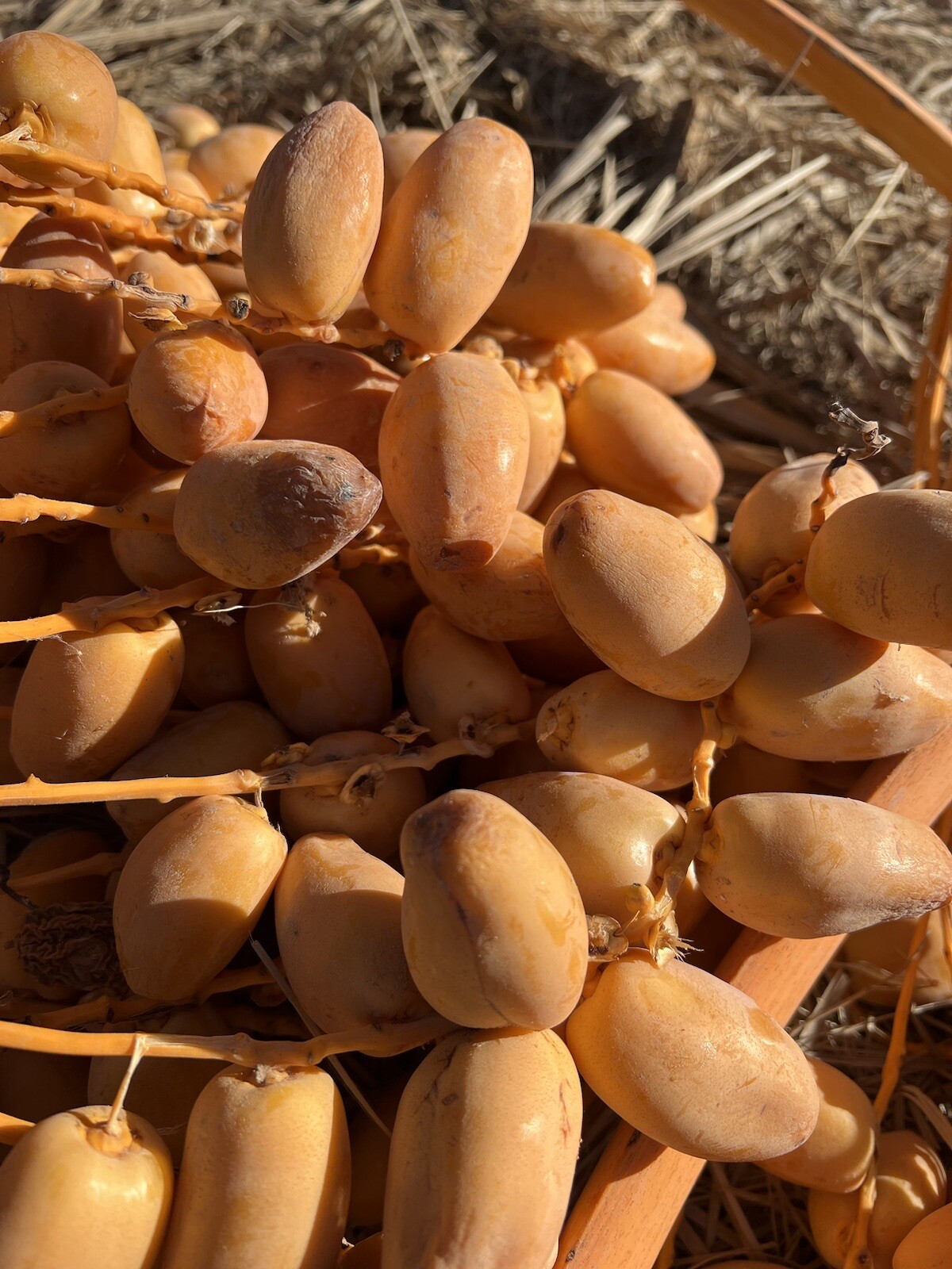 7 LB MEDJOOL YELLOW DATES. HALF AND HALF RIPEN- SWEET.. CALIFORNIA FRESH