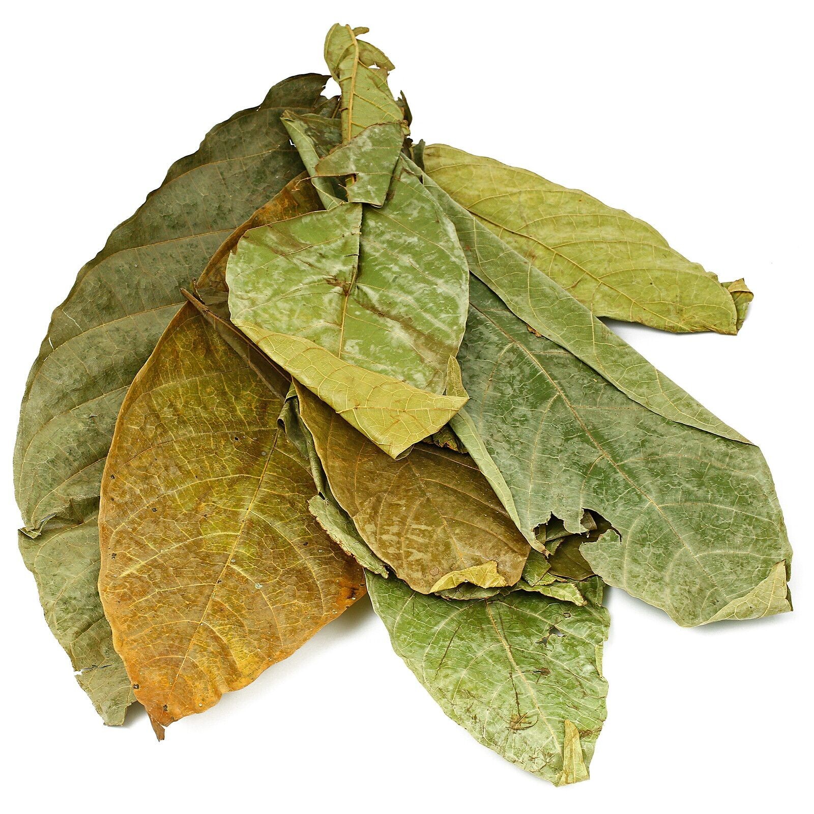 Ceylon Dried Cocoa Leaves Chocolate Theobroma Cacao 100% Best Organic 25 Leaves