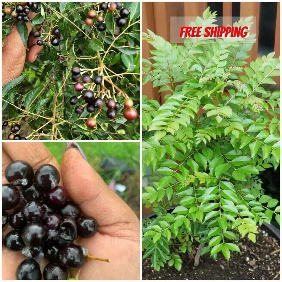 New Indian curry leaves, curry leaf plant, pure Kadi Patta Murraya seeds