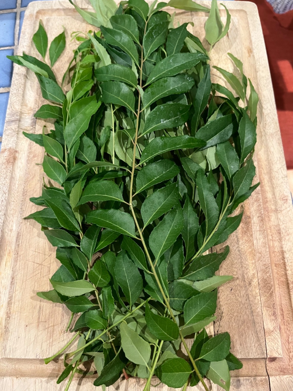 20 Stems of Fresh Curry Leaves, Organically grown (over 300 leaves- 3 oz)