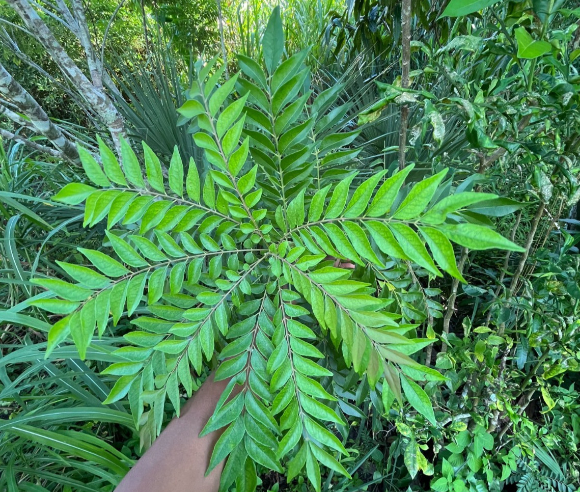 Dried Curry Leaves, Kadipatta, Sweet Neem Leaf, Culinary Aromatic Herb 2oz