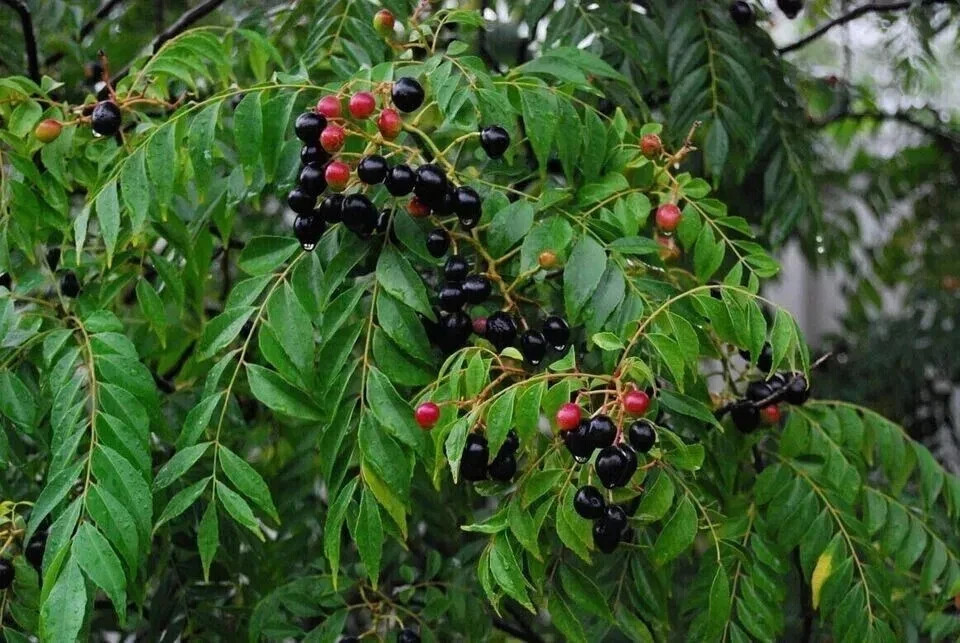 New Indian curry leaves, curry leaf plant, pure Kadi Patta Murraya seeds..