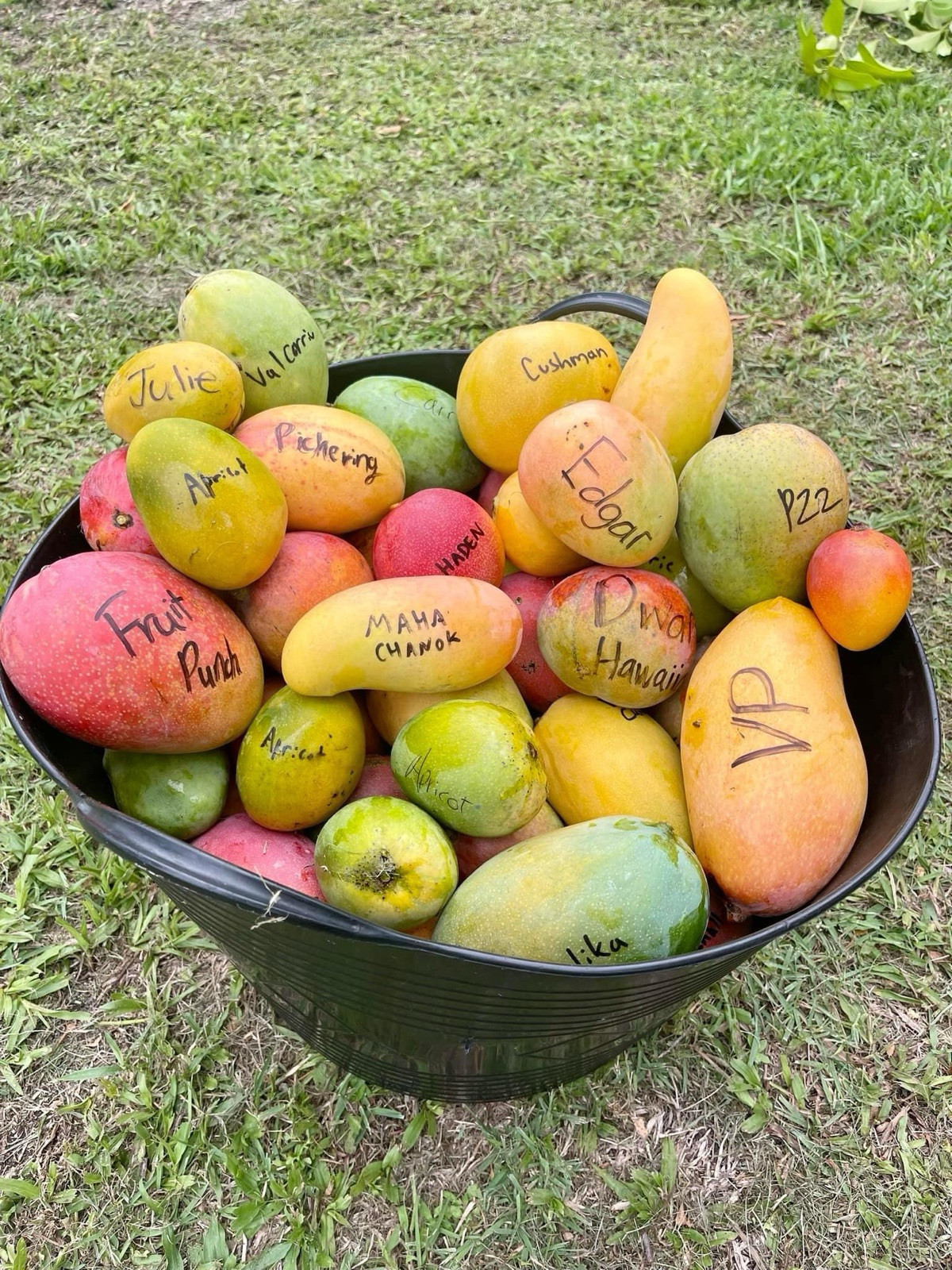 Pre-Ordered 10Lbs Premium Mixed Mango Varieties Fresh Fruits.ShipUPS mid May-Aug