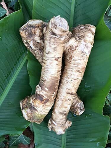 Horseradish Root, Sauget, 4 ounce (Sold by Weight). -Country Creek LLC-